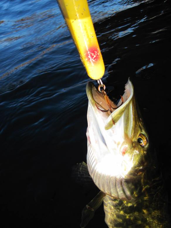 fångad i yttersta läppen