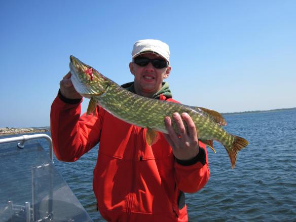 dagens 5:e gädda över 65 cm