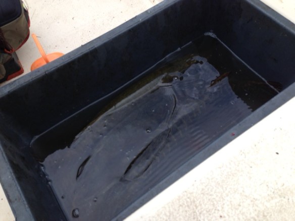 Tre gäddor i baljan