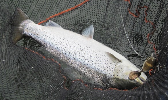 Havsöring i gäddhåven