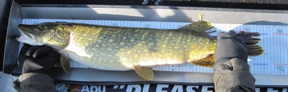 Mätbar gädda 75 cm