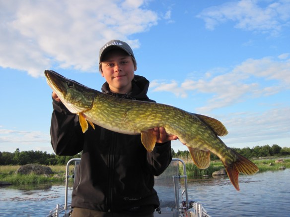 Superfin gädda. 85 cm