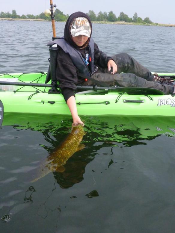 återsättning av gädda