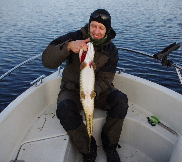 Kort och tjock gädda