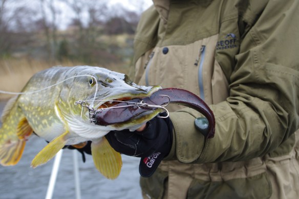 Gäddis med filosofen i munnen