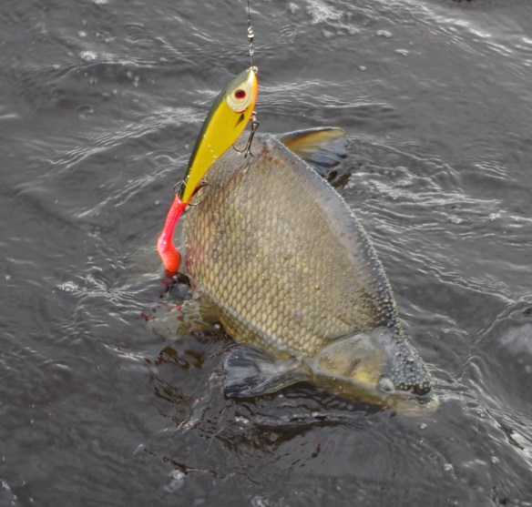Braxen fångad i ryggen